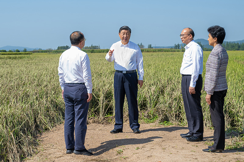 9月6日至8日，中共中央總書記、國(guó)家主席、中央軍委主席習(xí)近平在黑龍江考察。這是7日上午，習(xí)近平在遭受洪澇災(zāi)害的哈爾濱尚志市老街基鄉(xiāng)龍王廟村，察看水稻受災(zāi)情況。